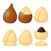 Whole and opened ita palm fruit are arranged in various ways. vector