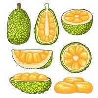 bunch of jack fruit in various shapes vector