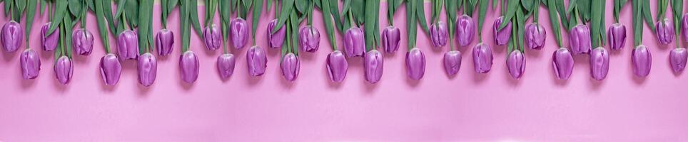 Beautiful tulips in a row on a pink background, top view. Flowers background concept. photo