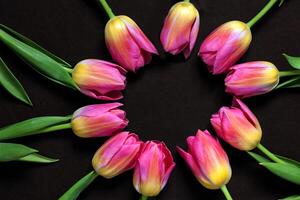 Circle frame of pink tulips on black background. Minimal beauty spring composition. Flat lay, top view. photo