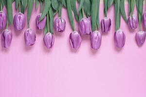 Beautiful tulips in a row on a pink background, top view. Flowers background concept photo