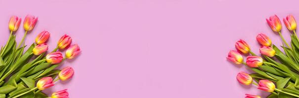 Fresh pink and yellow Tulips on a pink background photo