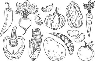 A collection of hand-drawn vegetables in doodle style. Carrots, corn, tomatoes, cabbage, potatoes, peppers, garlic, etc. contour illustrations. Design of menus, farm store booklets. vector