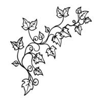 ivy vine corner design icon vector