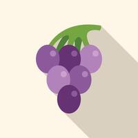 Bunch of fresh grapes hanging from vine in minimalist style vector