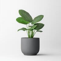 Calathea Ornata Houseplant in a Gray Pot on White Background photo