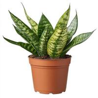 Sansevieria trifasciata Laurentii in a Brown Pot, a Popular Houseplant photo