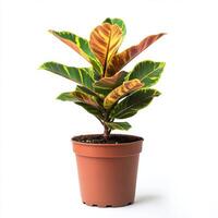 Vibrant Ficus Lyrata Plant in a Brown Pot, Isolated on White Background photo