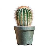 Green Barrel Cactus in a Dark Green Pot, Isolated on White Background photo