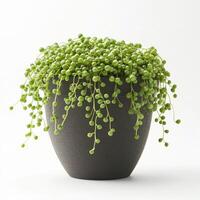 Charming String of Pearls Plant in a Dark Gray Pot photo