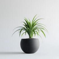 Elegant Chlorophytum comosum in a Modern Black Pot photo