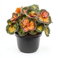 Stunning Rex Begonia in a Black Pot, Vibrant Colors and Unique Leaf Patterns photo