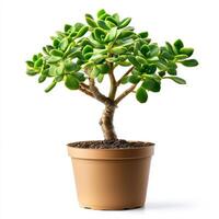 Jade Plant in a Brown Pot, Isolated on White Background photo