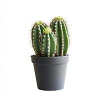 Cereus cactus in a black pot, isolated on white background. A vibrant green succulent plant with thorns. photo