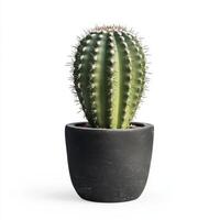 Green Cactus in a Dark Grey Pot, Isolated on White Background photo