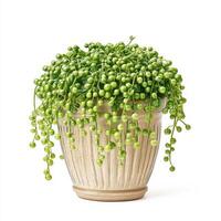 String of Pearls Succulent in a Beige Pot A Lush Indoor Plant photo
