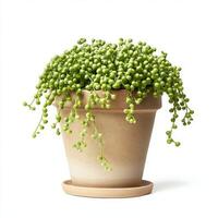 Charming String of Pearls Plant in a Terracotta Pot photo