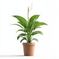 Peace Lily Houseplant in a Terracotta Pot, Isolated on White Background photo