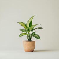 A Dieffenbachia Plant in a Terracotta Pot on a Light Background photo