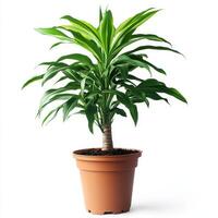 Dracaena Marginata Plant in a Brown Pot, Isolated on White Background photo