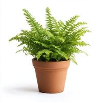 Vibrant Green Fern in a Terracotta Pot, Isolated on White Background photo