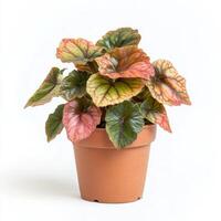 Stunning Rex Begonia in a Terracotta Pot, Vibrant Colors and Unique Leaf Patterns photo