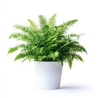 Vibrant Green Fern in a Modern White Pot A Lush Houseplant photo