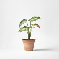 Alocasia Frydek in a Terracotta Pot Against a White Background photo