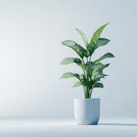 Dieffenbachia Plant in a Light Gray Pot Against a White Background photo