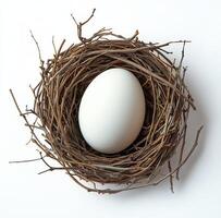 Nest with a single white egg resting on a bed of twigs and branches in a minimalistic setting photo