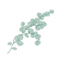 Eucalyptus gunnii or cider gum sprig with green leaves isolated on white background. Botanical detailed drawing of plant used in floristry. Realistic hand drawn illustration in antique style. vector