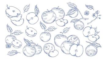 Bundle of monochrome drawings of whole and cut apples, slices, tree branches and flowers. Collection of fresh juicy fruit hand drawn with contour lines on white background. illustration vector