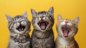 Three Yawning Cats Against a Yellow Background photo