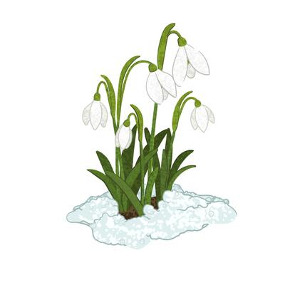Colorful Illustration of Snowdrops Isolated on White Background