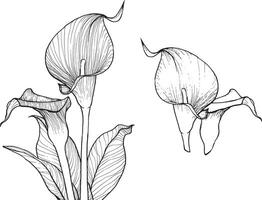 Elegant calla flower, hand drawn outline, black on white background. This template is easy to edit and ready to be used in all sorts of projects, either online or print. vector