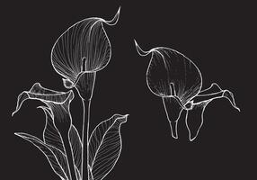 Elegant calla flower, hand drawn outline, white on black background. This template is easy to edit and ready to be used in all sorts of projects, either online or print. vector