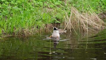 Two ducks swim on the surface of the water one after the other. video