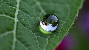 A drop of water on a leaf with a flower in the background video