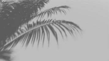 shadow palm leaf in the wind blowing overlay on white wall background wall textures, background for Product or showcase 4k Resolution video
