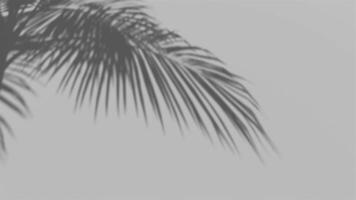 palm leaf shadow in the wind blowing overlay on white wall background wall textures, background for Product 4k Resolution video