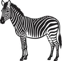 Elegant Zebra Coloring Sheet White Backdrop vector