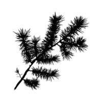 Silhouette Christmas branch is thin and has many small branches coming off of it on white background. vector