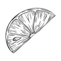 A detailed outline of a slice lemon or lime highlighting its segmented interior with seeds. illustration in black and white. Ideal for culinary uses or graphic designs vector