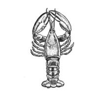 The lobster. A hand-drawn graphic illustration. Black and white image of seafood. Isolated from the background. Perfect for menus, recipe books, packages, labels, and more. vector