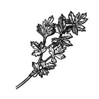 Celery or parsley. A hand-drawn graphic illustration. Black and white image of spicy greens. she stands out in the background. Perfect for menus, recipe books, packages, labels, and more. vector