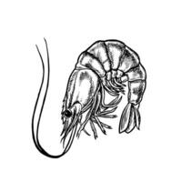 Shrimp. A hand-drawn graphic illustration. Black and white image of seafood. Separate from the background. Perfect for menus, recipe books, packages, labels, and more. vector