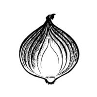 Onions in the cut. A hand-drawn graphic illustration. Black and white image of a purple vegetable. Highlighted from the background. Perfect for menus, recipe books, packages, labels, and more. vector