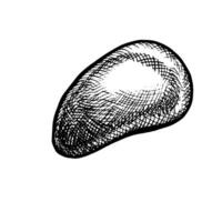 The sea stone. Hand-drawn illustration. Black and white image of the beach element. Separate from the background. Perfect for packaging, labels, postcards, invitations and more. vector