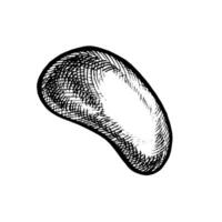 The sea stone. A hand-drawn graphic illustration. Black and white image of the beach element. Separate from the background. Perfect for packaging, labels, postcards, invitations and more. vector