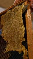 Man uncovers the sealed wax cells with the help of electric knife. Apiarist preparing frames for honey extraction. Close up. Low angle view. Vertical video